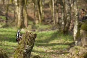 Great spotted woodpecker (Dendrocopos major) in woodland setting. Scotland, UK, March Great spotted woodpecker (Dendrocopos major) in woodland setting. Scotland, UK, March