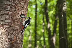 Great spotted woodpecker (Dendrocopos major) feeding chick at nest hole, deciduous Great spotted woodpecker (Dendrocopos major) feeding chick at nest hole, deciduous