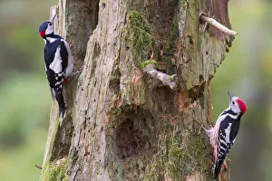 Great spotted woodpecker (Dendrocopos major) left, and Middle spotted woodpecker Great spotted woodpecker (Dendrocopos major) left, and Middle spotted woodpecker