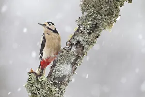 Great Spotted Woodpecker (Dendrocopus major) in snowfall. Cairngorms National Park Great Spotted Woodpecker (Dendrocopus major) in snowfall. Cairngorms National Park