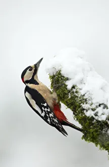 Great Spotted Woodpecker in snow (Dendrocopos major), Scotland, January Great Spotted Woodpecker in snow (Dendrocopos major), Scotland, January