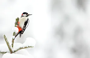 Great Spotted Woodpecker in snow (Dendrocopos major), Scotland, February Great Spotted Woodpecker in snow (Dendrocopos major), Scotland, February