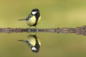 Images Dated 11th July 2014: Great Tit (Parus major) drinking at garden pond, Scotland, UK. July
