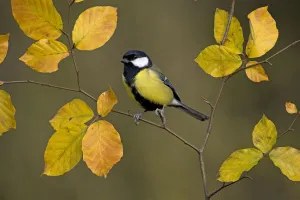 Great tit (Parus major) perched on autumn Beech twig, UK Great tit (Parus major) perched on autumn Beech twig, UK