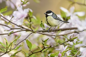 Great tit (Parus major) perched in magnolia tree, London, UK, April Great tit (Parus major) perched in magnolia tree, London, UK, April