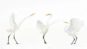 Great white egret (Ardea alba) group of three in winter, Kiskunsag National Park, Hungary Great white egret (Ardea alba) group of three in winter, Kiskunsag National Park, Hungary