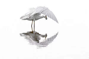 Wingspan Gallery: Great white egret / Common egret (Ardea alba) preening feathers in shallow water of pond