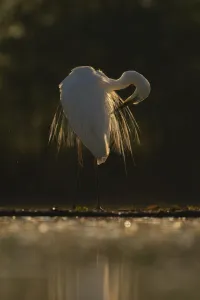 Great white egret (Egretta / Ardea alba) Pusztaszer protected landscape, Kiskunsagi Great white egret (Egretta / Ardea alba) Pusztaszer protected landscape, Kiskunsagi