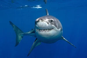 Images Dated 15th October 2007: Great white shark (Carcharodon carcharias) underwater, Guadalupe Island, Mexico