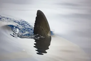 Great white shark (Carcharodon carcharias) dorsal fin visible on surface Great white shark (Carcharodon carcharias) dorsal fin visible on surface