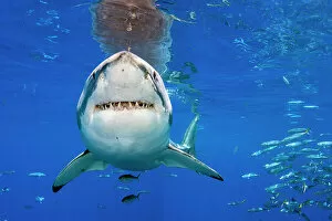 Elasmobranch Gallery: Great white shark (Carcharodon carcharias) swimming close to the surface, Guadalupe Island