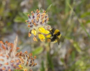 Great yellow bumblebee (Bombus distinguendus) nectaring on Kidney vetch (Anthyllis Great yellow bumblebee (Bombus distinguendus) nectaring on Kidney vetch (Anthyllis