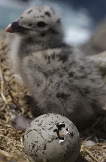 Greater black backed gull (Larus marinus) egg hatching near a chick, Saltee Islands Greater black backed gull (Larus marinus) egg hatching near a chick, Saltee Islands