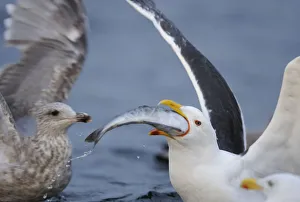 Greater black backed gull (Larus marinus) swallowing large fish, North Atlantic, Flatanger Greater black backed gull (Larus marinus) swallowing large fish, North Atlantic, Flatanger