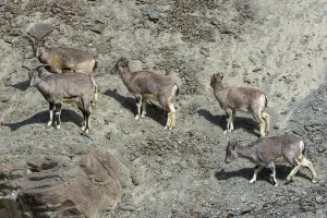 Greater blue sheep (Pseudois nayaur), herd on mountain slope, important prey for snow leopards Greater blue sheep (Pseudois nayaur), herd on mountain slope, important prey for snow leopards