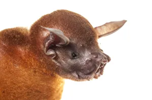 Greater bulldog bat (Noctilio leporinus) portrait, Surama, Guyana. Meetyourneighbours Greater bulldog bat (Noctilio leporinus) portrait, Surama, Guyana. Meetyourneighbours