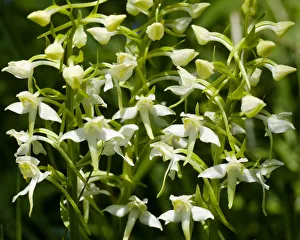 Greater butterfly orchid (Platanthera chlorantha) Lower Woods, Gloucestershire, England Greater butterfly orchid (Platanthera chlorantha) Lower Woods, Gloucestershire, England