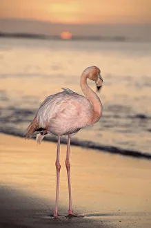 Greater flamingo on beach at sunset, Galapagos Islands Greater flamingo on beach at sunset, Galapagos Islands