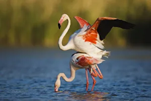 Greater flamingo (Phoenicopterus roseus) pair mating, in lagoon, Pont Du Gau, Camargue Greater flamingo (Phoenicopterus roseus) pair mating, in lagoon, Pont Du Gau, Camargue