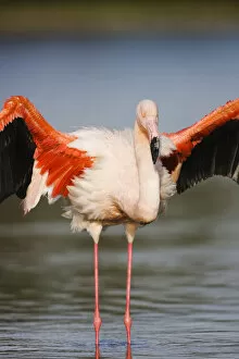 Images Dated 26th April 2009: Greater flamingo (Phoenicopterus roseus) stretching wings, in lagoon, Pont Du Gau