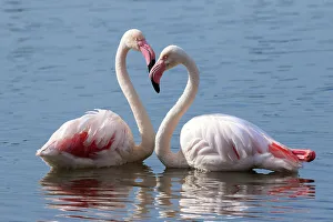 Greater flamingo (Phoenicopterus roseus) pair at rest in water, Cape Town, South Africa Greater flamingo (Phoenicopterus roseus) pair at rest in water, Cape Town, South Africa