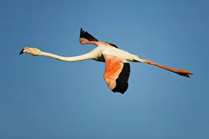 Greater flamingo (Phoenicopterus roseus) in flight, Camargue, France, April 2009 Greater flamingo (Phoenicopterus roseus) in flight, Camargue, France, April 2009