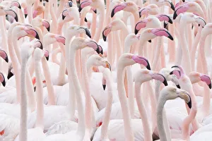 Greater flamingo (Phoenicopterus roseus) flock, Pont Du Gau Park, Camargue, France Greater flamingo (Phoenicopterus roseus) flock, Pont Du Gau Park, Camargue, France