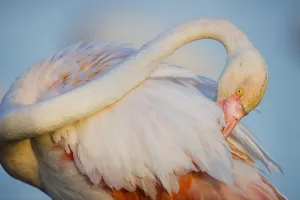 Greater flamingo (Phoenicopterus roseus) preening, Pont Du Gau, Camargue, France Greater flamingo (Phoenicopterus roseus) preening, Pont Du Gau, Camargue, France