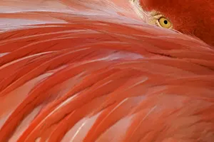 Greater flamingo (Phoenicopterus ruber) head sticking out from behind wing, captive Greater flamingo (Phoenicopterus ruber) head sticking out from behind wing, captive