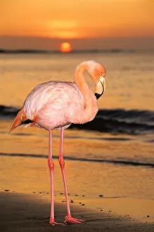 Images Dated 19th May 2003: Greater flamingo at sunset on beach {Phoenicopterus ruber} Floreana Island Galapagos