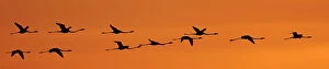 Images Dated 9th April 2012: Greater flamingos (Phoenicopterus ruber) in flight at dawn, Camargue, France