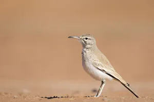 Greater hoopoe-lark (Alaemon alaudipes) standing on desert sand, Southern Morocco, Africa Greater hoopoe-lark (Alaemon alaudipes) standing on desert sand, Southern Morocco, Africa