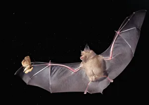Greater horseshoe bat {Rhinolophus ferrumequinum} in flight hunting a moth at night Greater horseshoe bat {Rhinolophus ferrumequinum} in flight hunting a moth at night