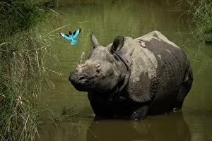White Rhinoceros Gallery: Greater one-horned rhinoceros (Rhinoceros unicornis) standing in shallow water watching a