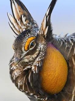 Greater Prairie-Chicken (Tympanuchus cupido) male displaying on lek Greater Prairie-Chicken (Tympanuchus cupido) male displaying on lek