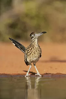 Greater roadrunner (Geococcyx californianus), adult drinking, Rio Grande Valley, South Texas