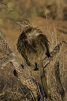 Greater Roadrunner (Geococcyx californianus), sunbathing Greater Roadrunner (Geococcyx californianus), sunbathing