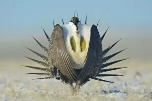 Images Dated 29th March 2012: Greater sage-grouse (Centrocercus urophasianus) male displaying on a lek in snow