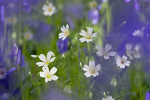 Greater Stitchwort (Stellaria holostea) and Bluebells (Hyacinthoides non-scripta Greater Stitchwort (Stellaria holostea) and Bluebells (Hyacinthoides non-scripta