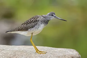 Sandpipers Gallery: Greater Yellowlegs Collection