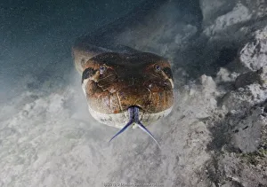 Green anaconda (Eunectes murinus) swimming underwater in river. Brazil, South America Green anaconda (Eunectes murinus) swimming underwater in river. Brazil, South America