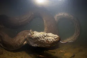 Green anaconda (Eunectes murinus) underwater, flicking tongue, Formoso River, Bonito Green anaconda (Eunectes murinus) underwater, flicking tongue, Formoso River, Bonito