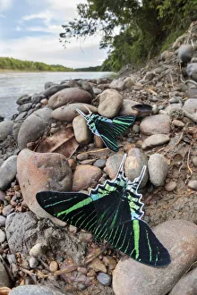 Green-banded urania moth (Urania leilus) moths drinking salts from mineral-rich river clay Green-banded urania moth (Urania leilus) moths drinking salts from mineral-rich river clay