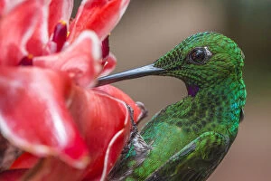 Iridescent Collection: Green-crowned brillian-t hummingbird (Heliodoxa jacula) visiting Torch ginger flower
