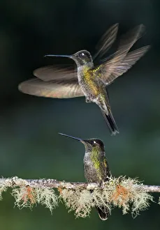 Green crowned brilliant hummingbird (Heliodoxa jacula) male taking off to feed at feeder in garden Green crowned brilliant hummingbird (Heliodoxa jacula) male taking off to feed at feeder in garden