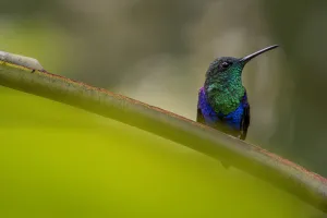 Green-crowned woodnymph (Thalaurania fannyi) Mashpi, Pichincha, Ecuador Green-crowned woodnymph (Thalaurania fannyi) Mashpi, Pichincha, Ecuador