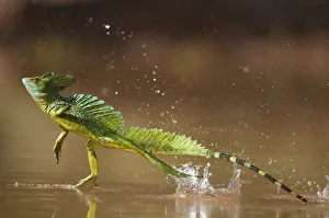 Green / Double-crested basilisk (Basiliscus plumifrons) running across water surface Green / Double-crested basilisk (Basiliscus plumifrons) running across water surface