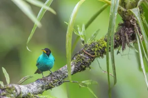 Green honeycreeper (Chlorophanes spiza) male, La Selva Field Station, Costa Rica Green honeycreeper (Chlorophanes spiza) male, La Selva Field Station, Costa Rica