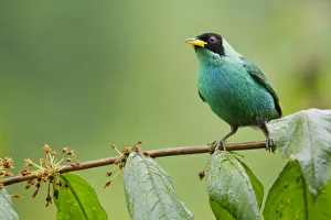 Green honeycreeper (Chlorophanes spiza) portrait, perched on twig, Pinas, El Oro, Ecuador Green honeycreeper (Chlorophanes spiza) portrait, perched on twig, Pinas, El Oro, Ecuador