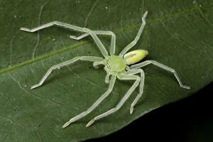 Images Dated 30th October 2012: Green huntsman spider (Olios sp), Intervales State Park, Sao Paulo, Atlantic Forest